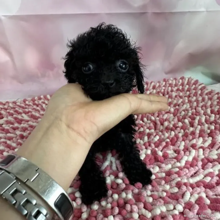 ID:2308-05209の子犬