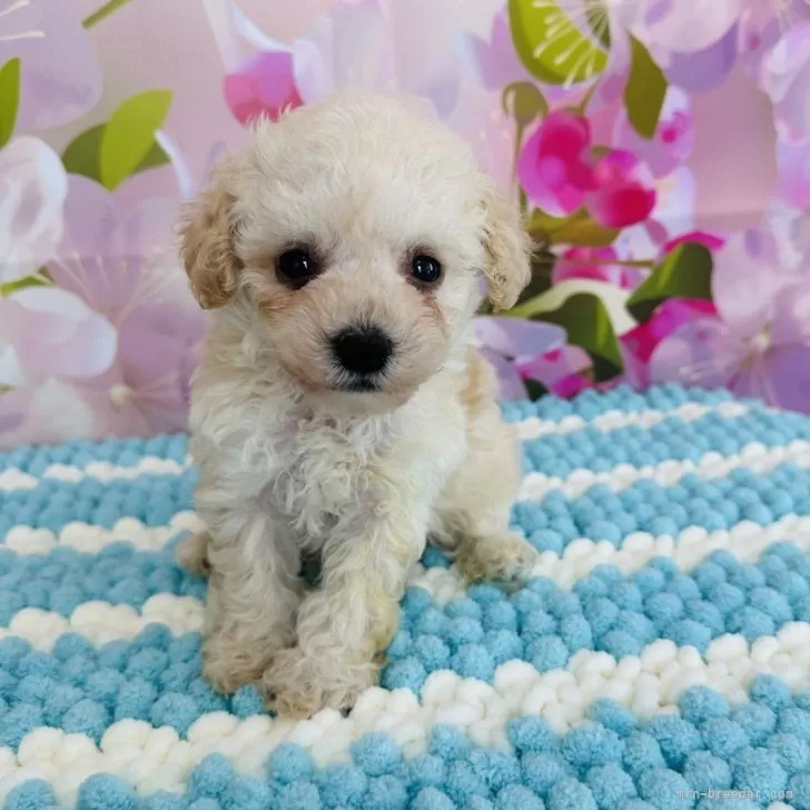 ID：2407-06572の子犬