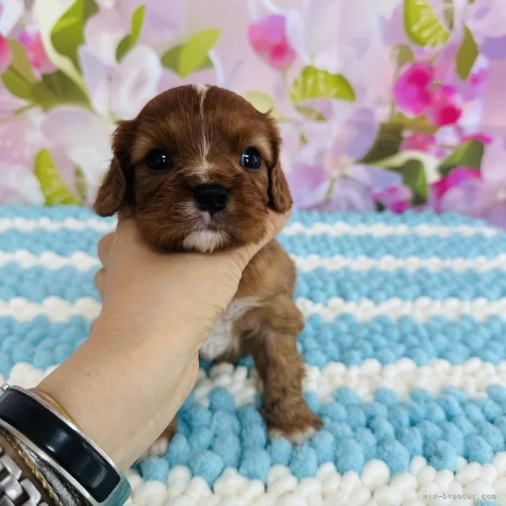 ID：2407-06586の子犬