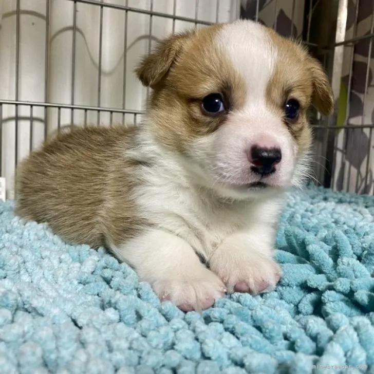 ID:2211-03280の子犬