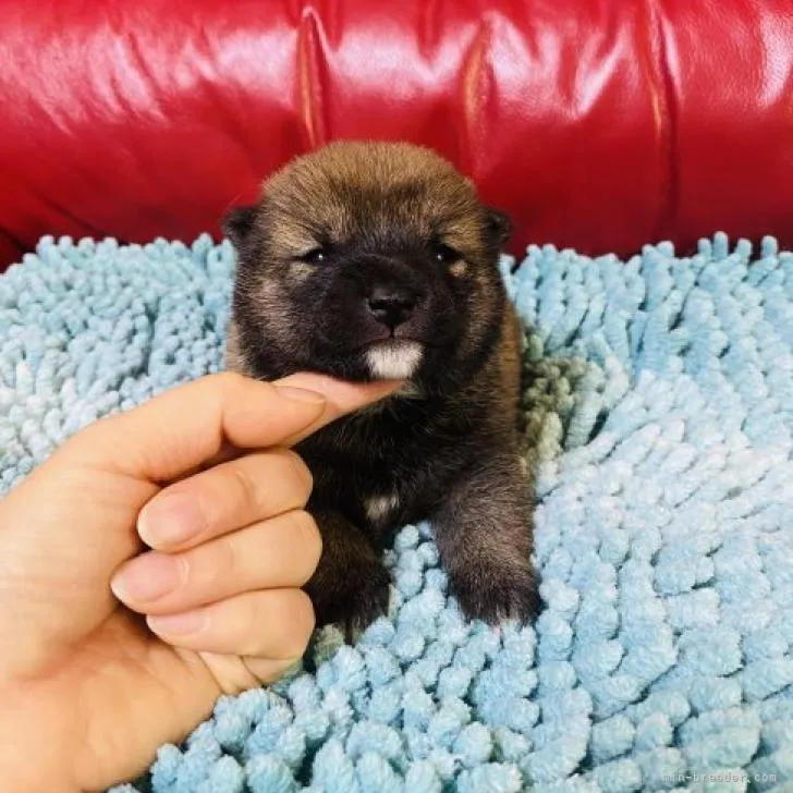 ID：2212-05026の子犬