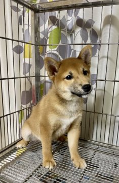 柴犬(豆柴)【群馬県・男の子・2021年12月24日・赤】の写真「かわいいの子」