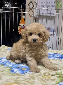 トイプードル(トイ)【群馬県・女の子・2021年11月30日・アプリコット】の写真「DM　vWD1　PRA 発症なし(母クリア)」