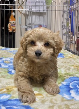 トイプードル(トイ)【群馬県・男の子・2021年11月30日・アプリコット】の写真「DM　vWD1　PRA 発症なし(母クリア）」