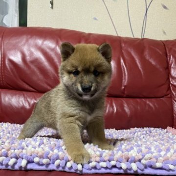 柴犬(豆柴)【群馬県・男の子・2022年12月1日・赤】の写真「可愛い💕男の子」