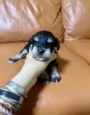 ミニチュアシュナウザー【群馬県・女の子・2024年5月28日・ブラック&ペッパー】の写真3