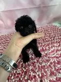 トイプードル(トイ)【群馬県・男の子・2023年6月27日・ブラック】の写真3
