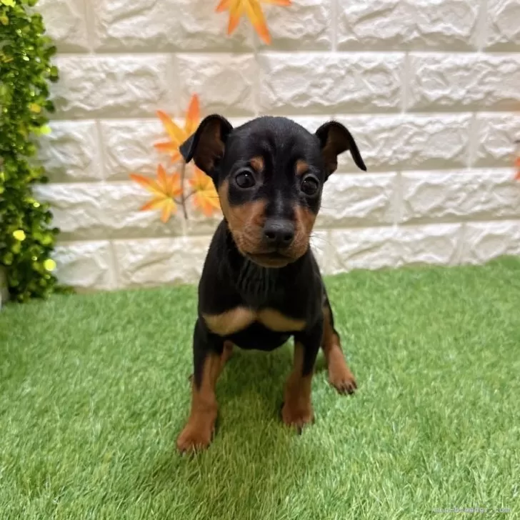 あやちん 様のお迎えした子犬