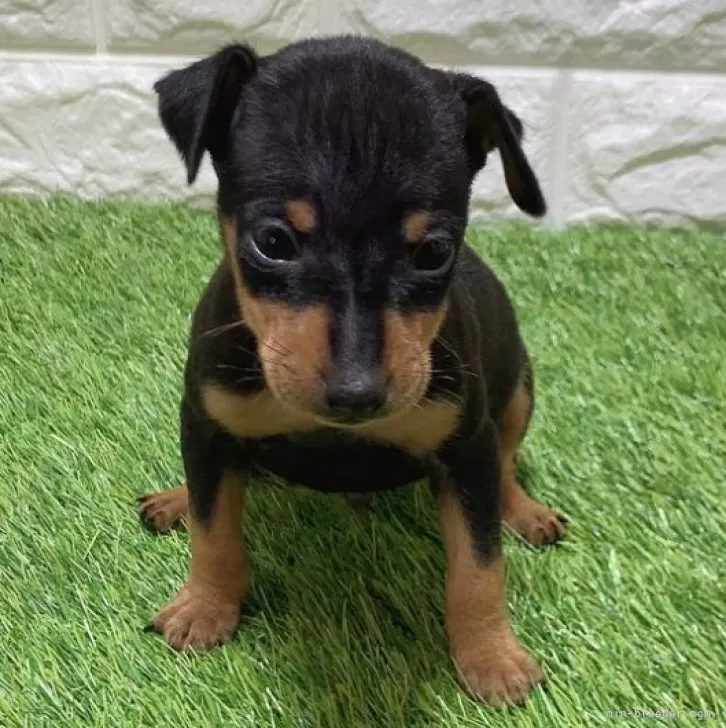 Y.M 様のお迎えした子犬