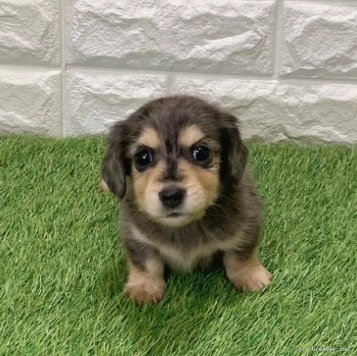 ミニチュアダックスフンド(ロング)【愛知県・女の子・2025年12月5日・シルバーダップル687】の写真1