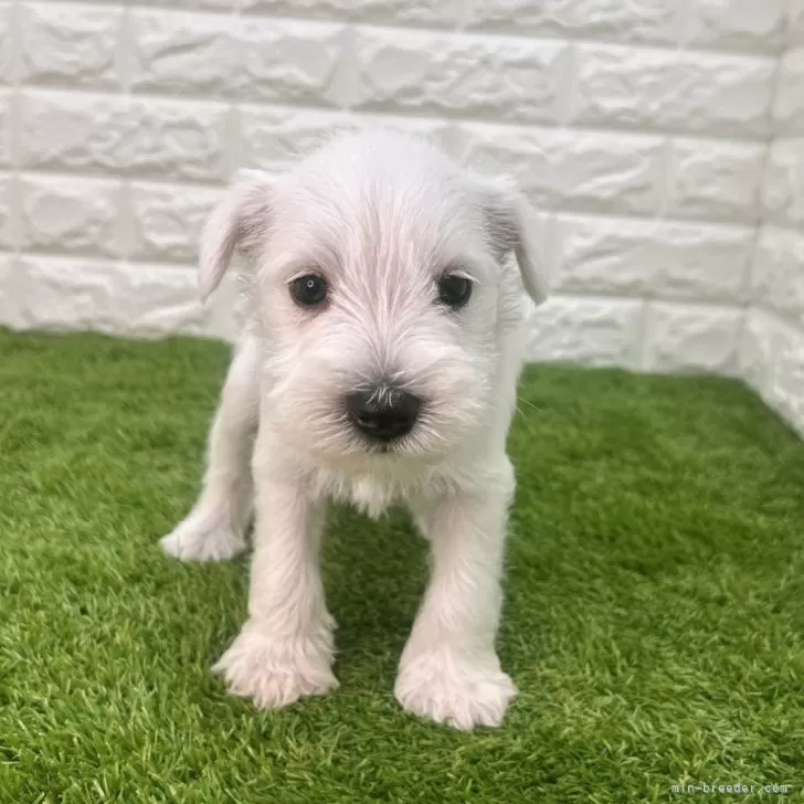 ID：2502-05434の子犬