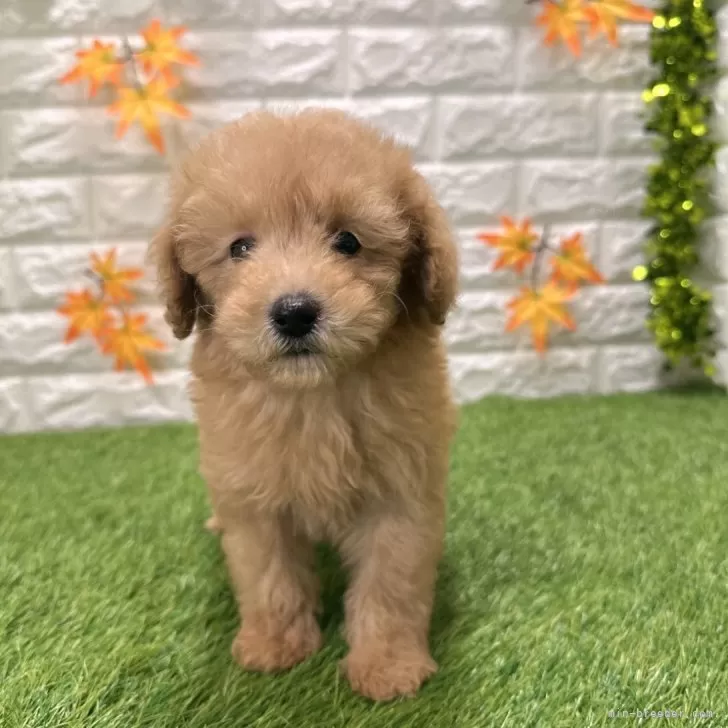 E.Y 様のお迎えした子犬