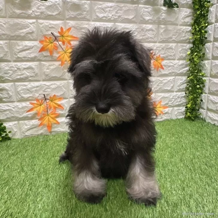 K.I 様のお迎えした子犬