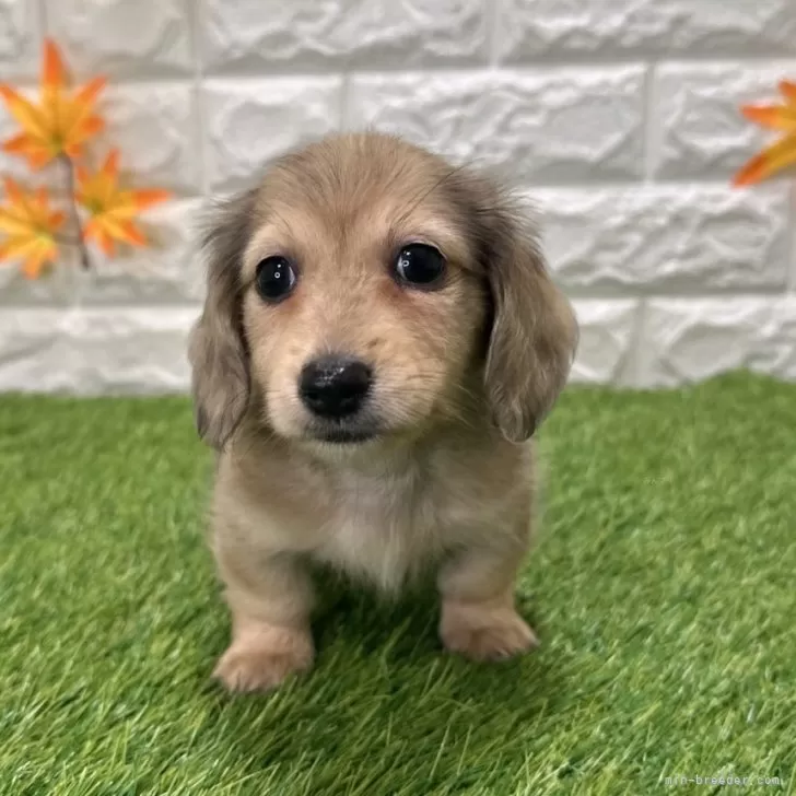 ミニチュアダックスフンド(ロング)【愛知県・男の子・2025年9月19日・シェーデッドイエロー1️⃣】の写真1