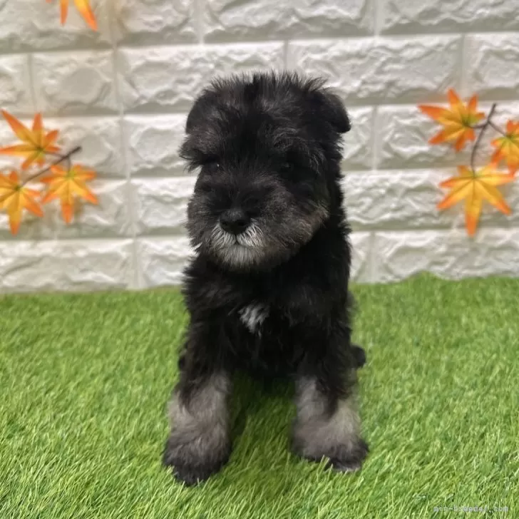 S.T 様のお迎えした子犬