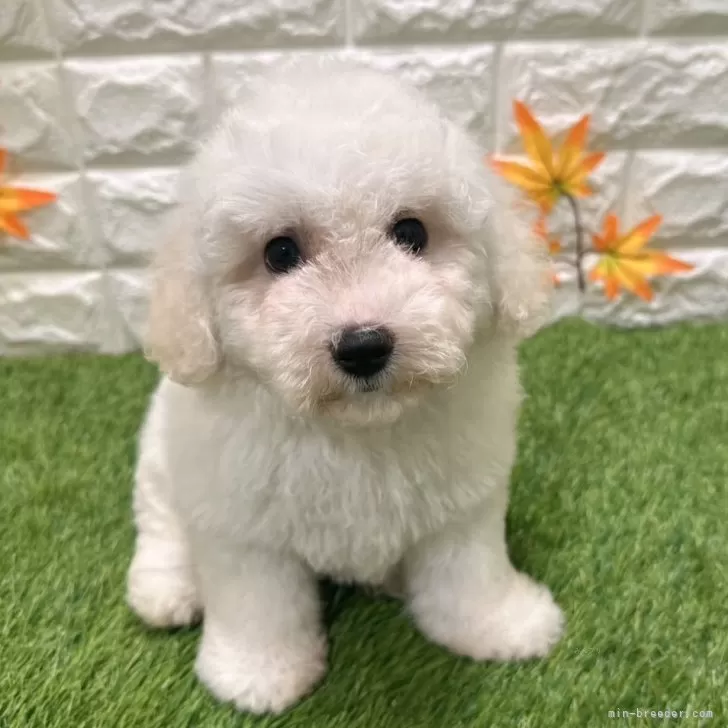 C.N 様のお迎えした子犬