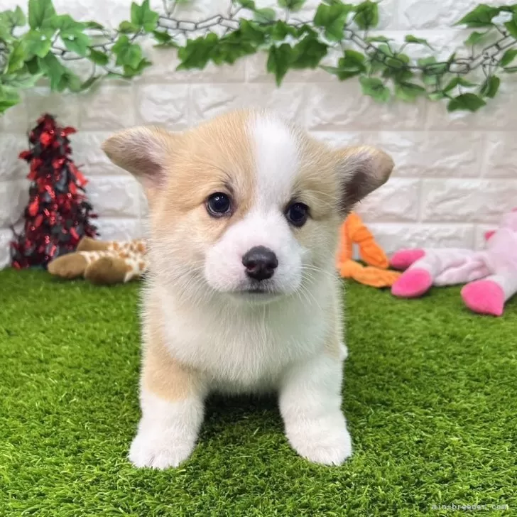 ID：2501-01100の子犬