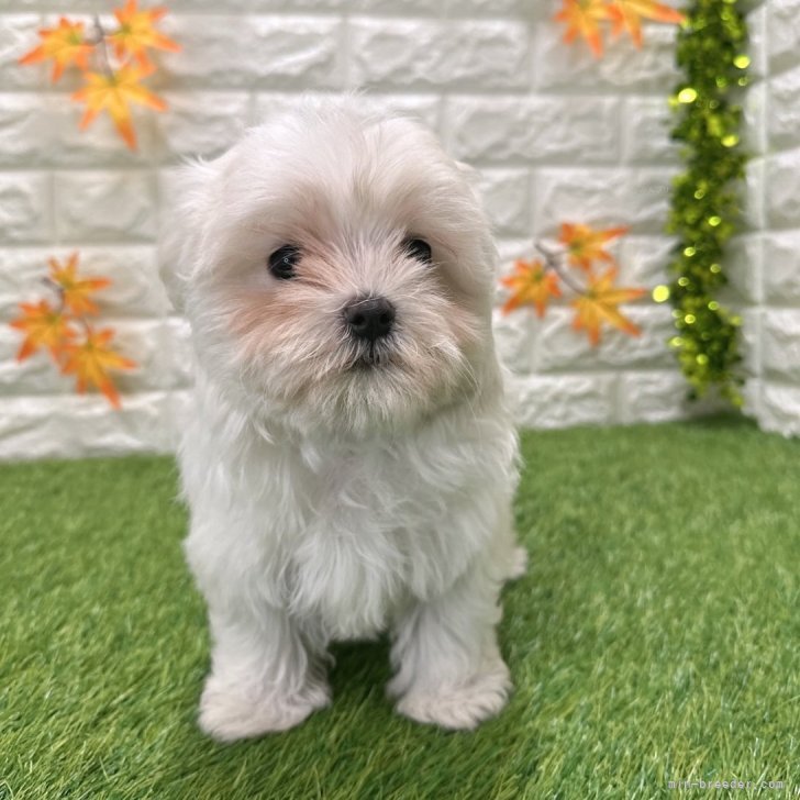 ブリーダー画像