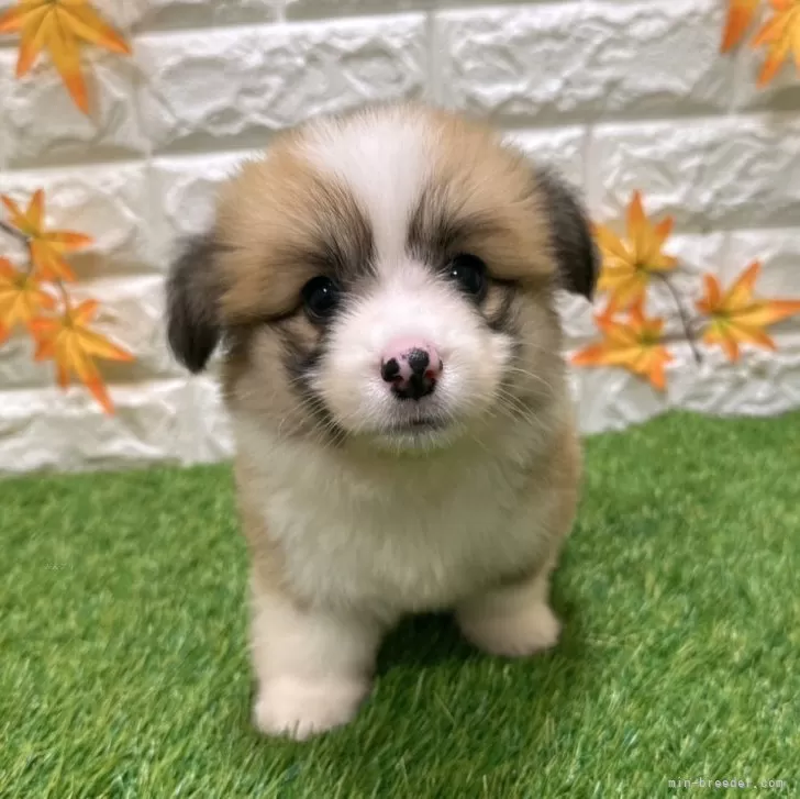 ID:2507-04336の子犬