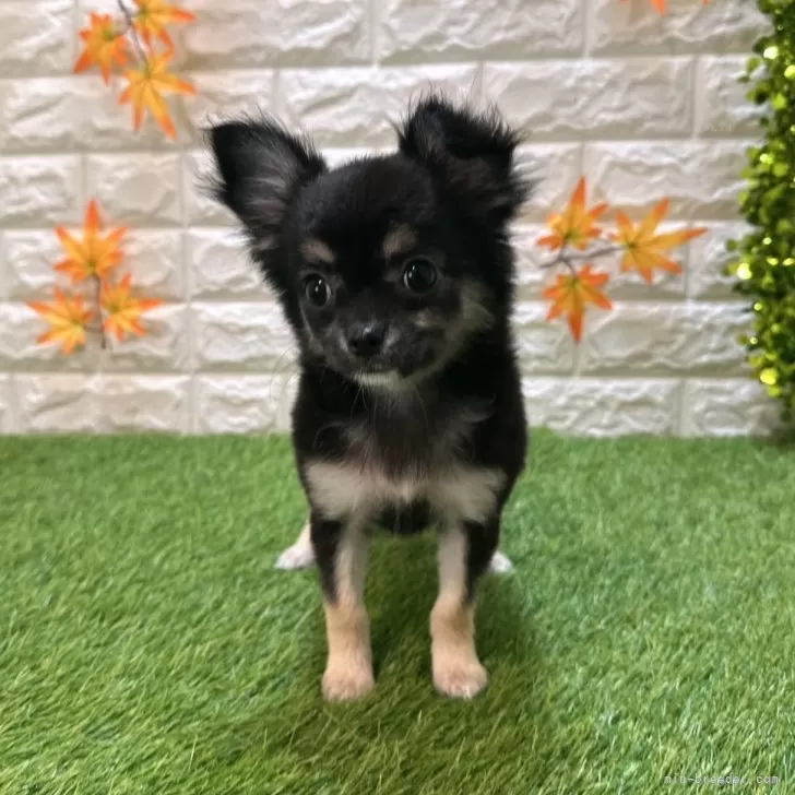 チワワ(ロング)【愛知県・女の子・2025年7月18日・ブラックタン570】の写真1