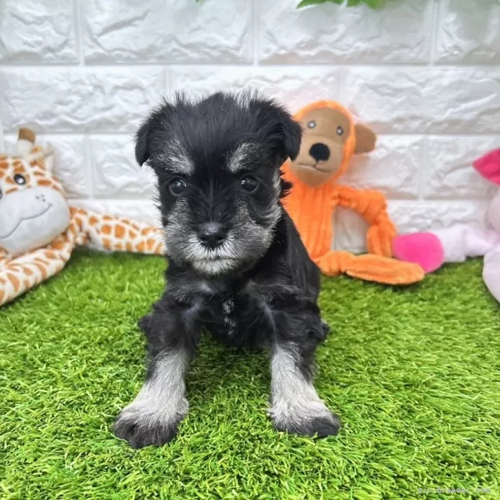 ID:2502-00597の子犬