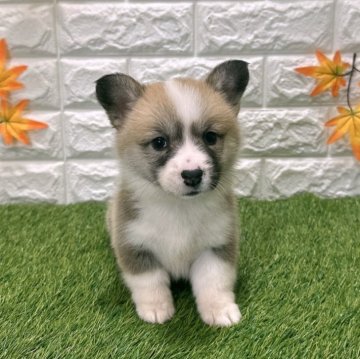 ウェルシュ・コーギー・ペンブローク【愛知県・女の子・2025年9月19日・レッド&ホワイト3️⃣】の写真「両親共遺伝子検査クリアです （しっぽ有り）」