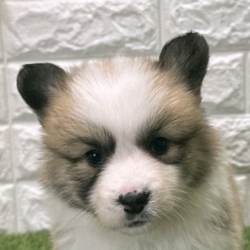 ウェルシュ・コーギー・ペンブローク【愛知県・男の子・2025年9月19日・レッド&ホワイト5️⃣】の写真「両親共遺伝子検査クリアです （しっぽ有り）」