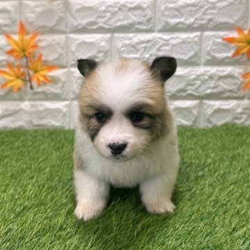 ウェルシュ・コーギー・ペンブローク【愛知県・男の子・2025年9月19日・レッド&ホワイト5️⃣】の写真「両親共遺伝子検査クリアです （しっぽ有り）」