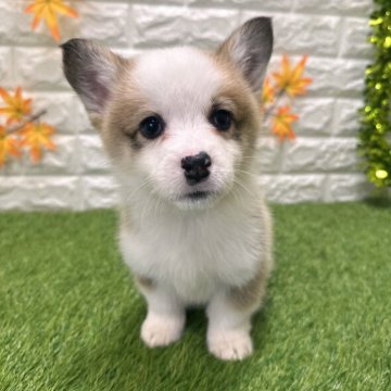 ウェルシュ・コーギー・ペンブローク【愛知県・男の子・2025年9月26日・レッド&ホワイト810】の写真「両親共遺伝子検査クリアです （しっぽ有り）」