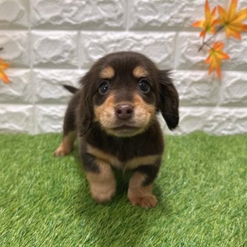 ミニチュアダックスフンド(ロング)【愛知県・女の子・2025年10月17日・チョコレート&タン】の写真「めちゃくちゃ可愛い💕」