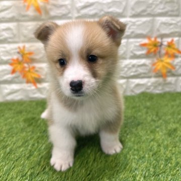 ウェルシュ・コーギー・ペンブローク【愛知県・男の子・2025年9月26日・レッド&ホワイト3️⃣】の写真「両親共遺伝子検査クリアです （しっぽ有り）」