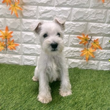 ミニチュアシュナウザー【愛知県・女の子・2025年8月29日・ホワイト648】の写真「両親共遺伝子検査クリアです」