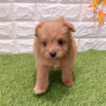 ポメプー(ポメラニアン×トイプードル)【愛知県・女の子・2025年11月14日・レッド4️⃣】の写真「両親共遺伝子検査クリアです」