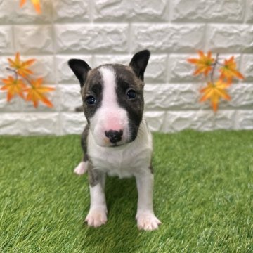 ミニチュアブルテリア【愛知県・女の子・2025年9月26日・ブリンドル&ホワイト4️⃣】の写真「両親共遺伝子検査クリアです」