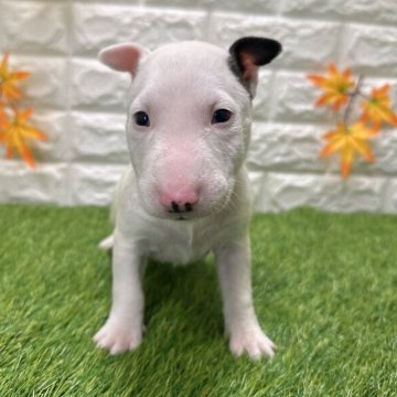 ミニチュアブルテリア【愛知県・女の子・2025年9月26日・ホワイト&ブラック5️⃣】の写真「両親共遺伝子検査クリアです」