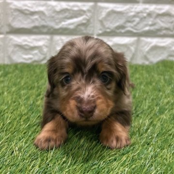 ミニチュアダックスフンド(ロング)【愛知県・女の子・2025年10月17日・チョコダップル】の写真「めちゃくちゃ可愛い💕」