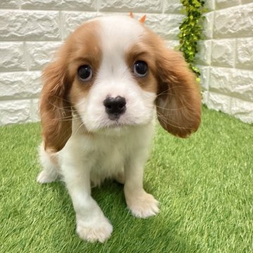 キャバリア【愛知県・男の子・2025年10月10日・ブレンハイム818】の写真「両親共遺伝子検査クリアです」