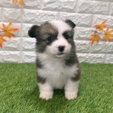 ウェルシュ・コーギー・ペンブローク【愛知県・女の子・2025年9月19日・レッド&ホワイト1️⃣】の写真「両親共遺伝子検査クリアです （しっぽ有り）」