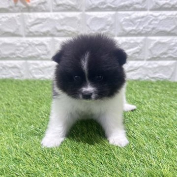 ポメラニアン【愛知県・男の子・2026年2月20日・パーティー797】の写真「両親共遺伝子検査クリアです」