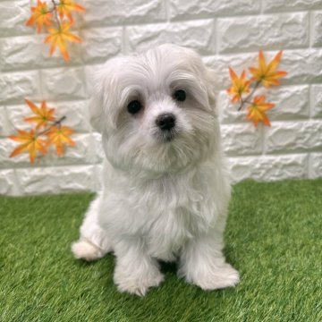 マルチーズ【愛知県・女の子・2025年8月29日・ホワイト425】の写真「めちゃくちゃ可愛い💕💕」