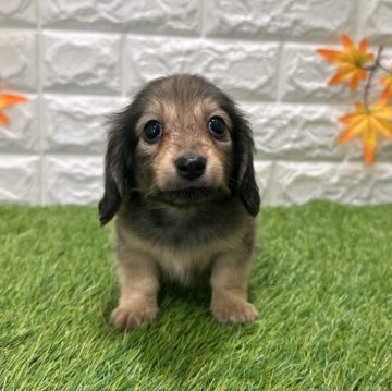 ミニチュアダックスフンド(ロング)【愛知県・女の子・2025年9月19日・シェーデッドレッド3️⃣】の写真「両親共遺伝子検査クリアです」