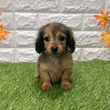 ミニチュアダックスフンド(ロング)【愛知県・女の子・2025年9月19日・チョコダップル4️⃣】の写真「両親共遺伝子検査クリアです」