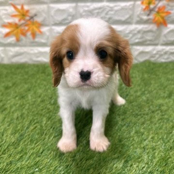 キャバリア【愛知県・男の子・2025年10月10日・ブレンハイム818】の写真「両親共遺伝子検査クリアです」