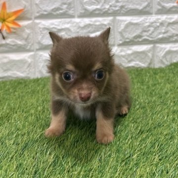 チワワ(ロング)【愛知県・男の子・2025年9月5日・チョコタン&ホワイト3️⃣】の写真「両親共遺伝子検査クリアです」