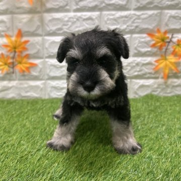 ミニチュアシュナウザー【愛知県・女の子・2025年9月26日・ソルト&ペッパー1️⃣】の写真「両親共遺伝子検査クリアです」