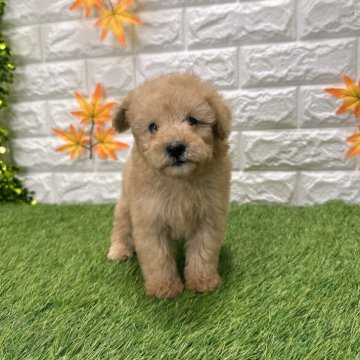 トイプードル(トイ)【愛知県・男の子・2025年9月12日・レッド2️⃣】の写真「めちゃくちゃ可愛い」