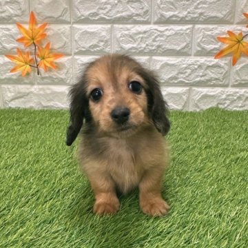 ミニチュアダックスフンド(ロング)【愛知県・女の子・2025年9月19日・シェーデッドレッド4️⃣】の写真「両親共遺伝子検査クリアです」