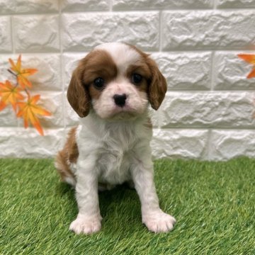 キャバリア【愛知県・女の子・2025年10月10日・ブレンハイム868】の写真「両親共遺伝子検査クリアです」