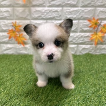 ウェルシュ・コーギー・ペンブローク【愛知県・男の子・2025年9月26日・レッド&ホワイト2️⃣】の写真「両親共遺伝子検査クリアです （しっぽ有り）」