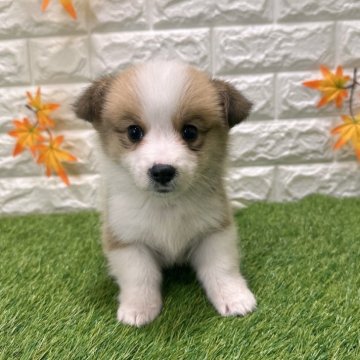 ウェルシュ・コーギー・ペンブローク【愛知県・男の子・2025年9月26日・レッド&ホワイト861】の写真「両親共遺伝子検査クリアです （しっぽ有り）」